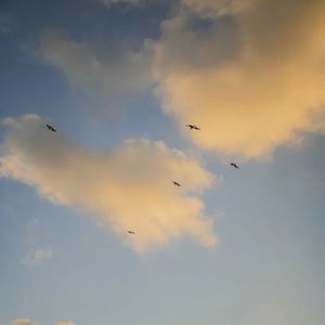 胎教音乐早期-绽放的樱花（轻音乐）