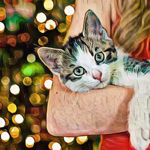 Kats