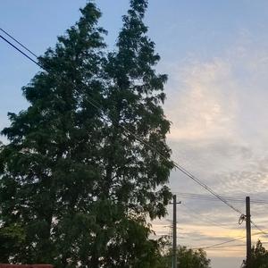 很任性 (翻奏: 千百顺)