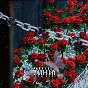 玫瑰到了花期，我很想你