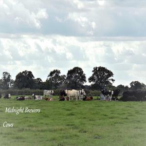 Cows