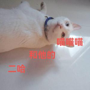 晚夜微雨问海棠