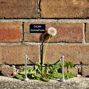 CALMA (Acapella & Reverb)