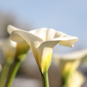 Восхождение