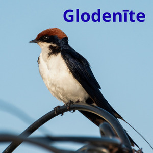 Glodenīte