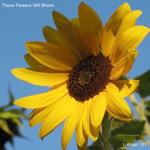 These Flowers Will Bloom