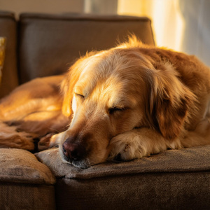 Sinfonía De Perros Felices