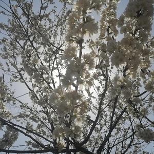 樱花树下的约定