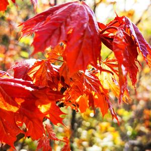 Estaré Contigo Siempre