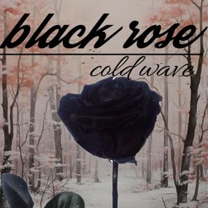 black rose