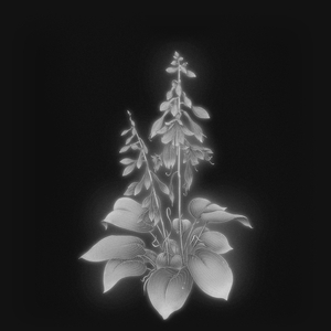 HOSTA