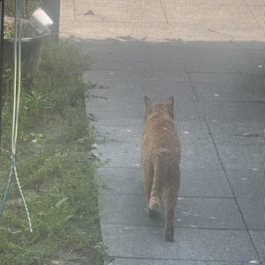 暴风雨/cover就是哈比/