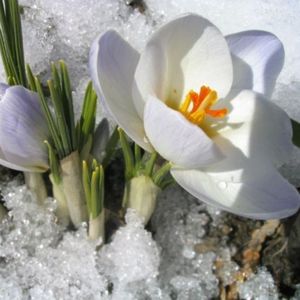 Подснежник