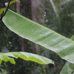 Rainfall At Frequency 603