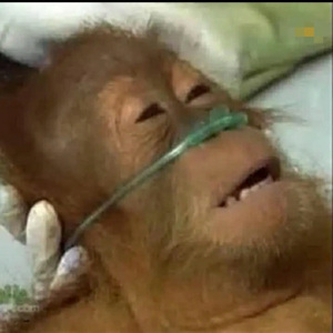 前山猴哥与狒妹