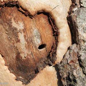 木头的心（Cover 左颜）