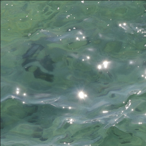 月亮如花一样年轻美丽