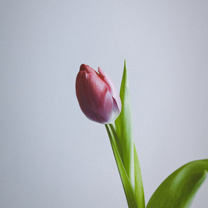 傍晚去看花海吗