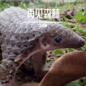 再见森林
