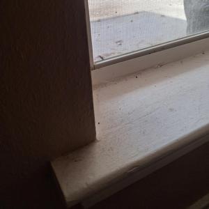 Window Seal Blues