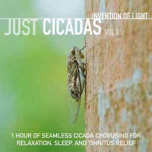 Good Morning Cicadas