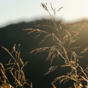 回忆里你的美 (烟嗓版)