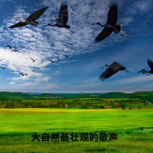 大自然最壮观的歌声