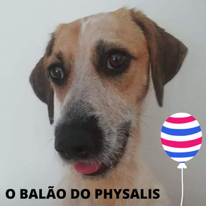 O Balão Do Physalis