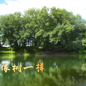 像树一样