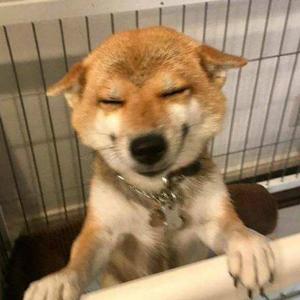 笑容渐渐消失（Cover 洛天依）