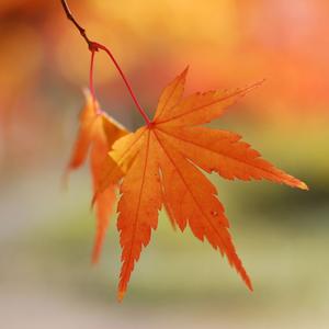 遥不可及的你（Cover 花粥）