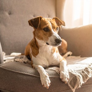 Melodías Lofi De Ladrido Suave