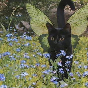 阿拉斯加海湾。［翻唱版］