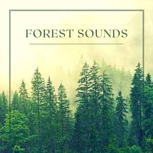 Calming Nature Sounds
