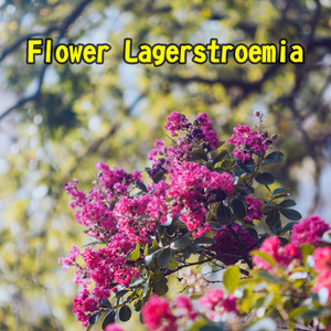 Flower Lagerstroemia
