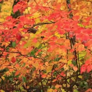 如果飄零是我的宿命 (Remastered) by Jane Ford (Scientartist)