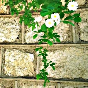 烟雨行舟 （cover：伦桑）