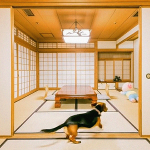 はしゃぐワンコ