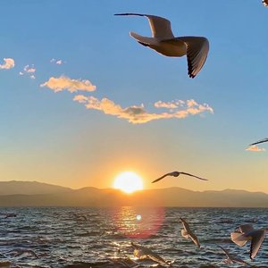 Honor（荣耀华为主题曲）