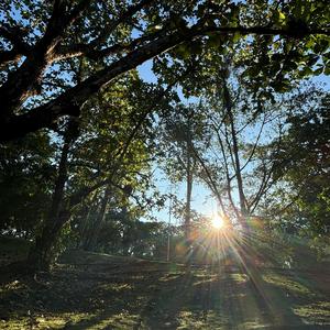 Bloom(The Sun Is In Your Face)