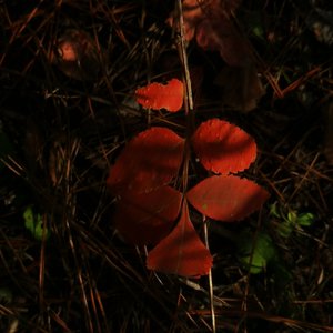 承诺是烟火 美在坠落那一刻