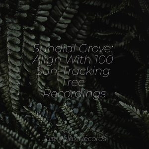 Lingering Fog Fantasia