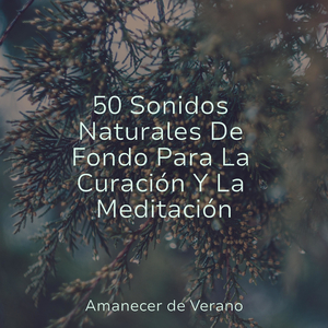 Perdido en la Melodía del Crepúsculo