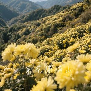 菊花爆满山 (Cover 马博)