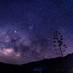 星降る森（cover 池田绫子）