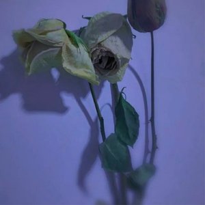 MoonVibe Music-情人节(Remix)