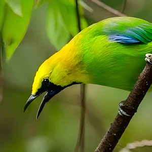 Cucak Cungkok (Remix)