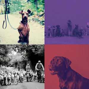 优美可爱的狗器乐