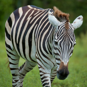 What did the Zebra Do?