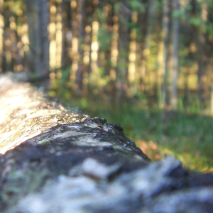 Helgdagskväll i timmerkojan